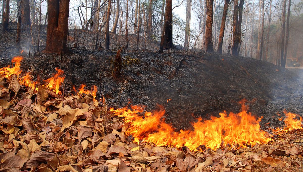 Waldbrandgefahr durch lang anhaltende Trockenheit