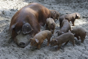 zoo_schweine_01