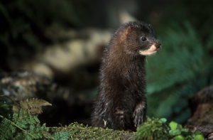 European Mink (Mustela lutreola), male, alert posture (C)