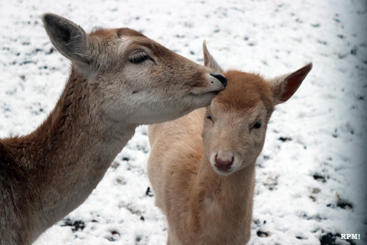 Fotos aus dem Tierpark Rauenberg – Der Nachwuchs das erste mal im Schnee