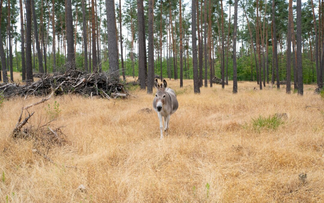 Serie Waldnaturschutz des Kreisforstamts