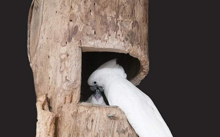 Weißhaubenkakadu-Jungvogel im Zoo Heidelberg