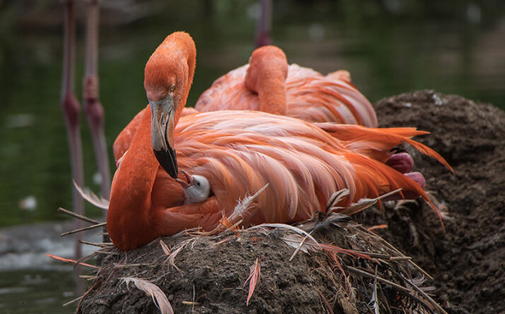 Flauschige Küken im “Flamingo-Kindergarten“