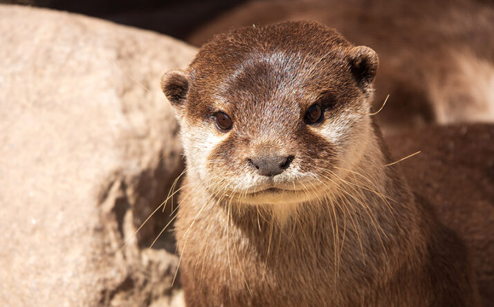 Kuscheln bei Familie Otter