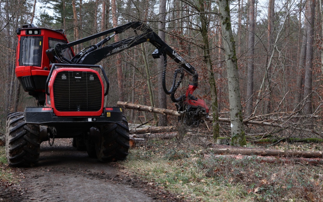 Baumfällungen im Distrikt Dannhecker Wald rund um den Tierpark Walldorf