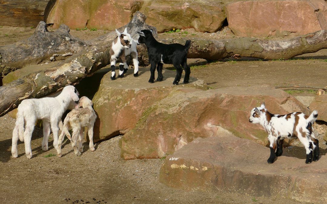 Ostergehege im Zoo Heidelberg beim Bauernhof