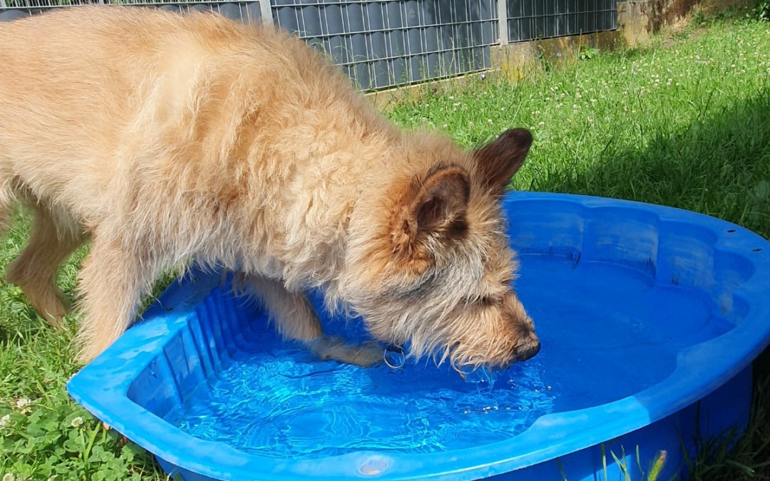 Was machen eigentlich die Tierheimtiere an den heißen Tagen?