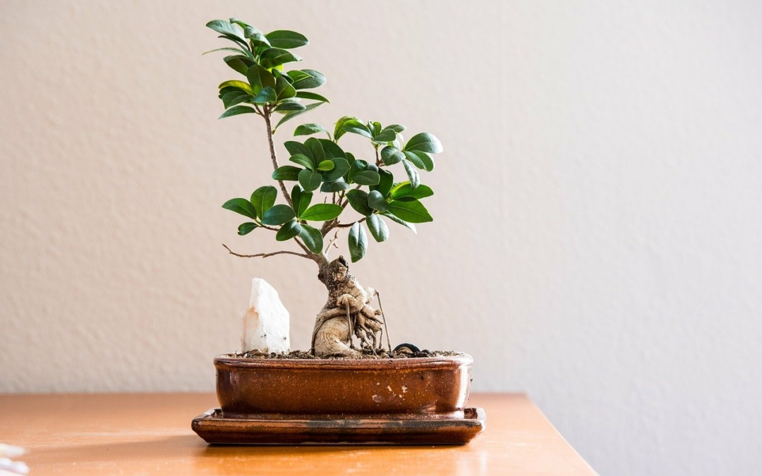 Häufige Fehler beim Bonsai-Anbau