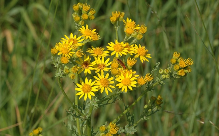 Naturschutz vernetzen: Bürgerstiftung Wiesloch lädt zum Workshop ein