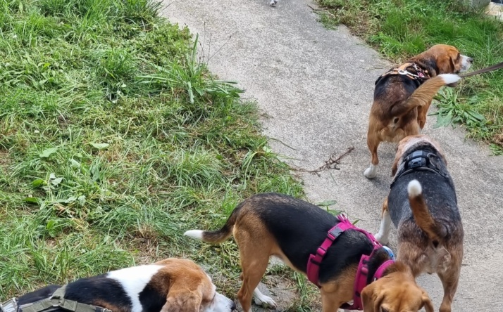 Laborbeagle-Treffen: Ein besonderer Tag im Tom-Tatze-Tierheim