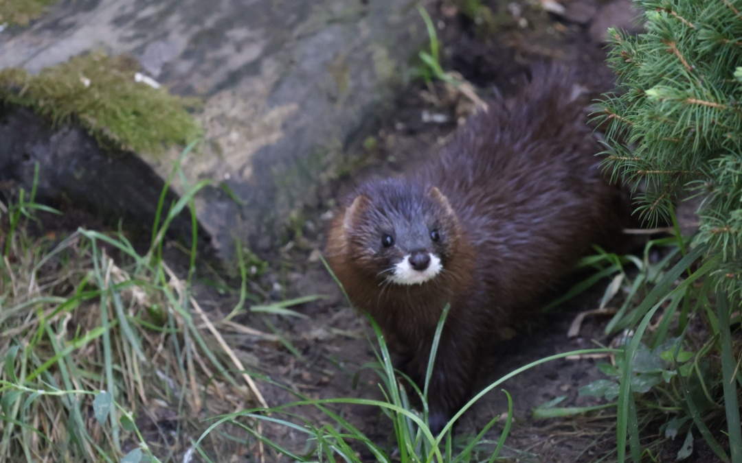 Beteiligung am Artenschutzprojekt ein großer Erfolg für den Walldorfer Tierpark