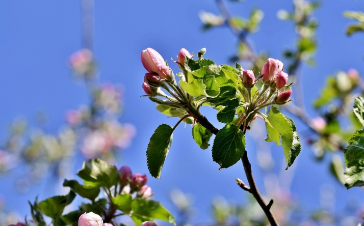 Wieslocher Obstbaum- und Strauchpflanzaktion