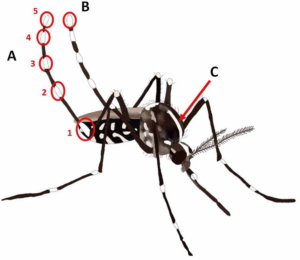 Asiatische Tigermücke