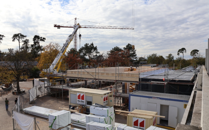 Rodungsarbeiten an der Waldschule Walldorf