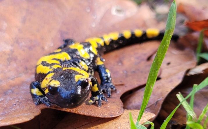 Schutz der Amphibien: Mehrere Feuchtbiotope angelegt