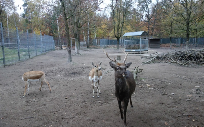 Vandalismus im Tierpark Walldorf von beispiellosem Ausmaß