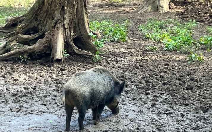 Afrikanische Schweinepest: Feuerwerk an Silvester und Neujahr erlaubt