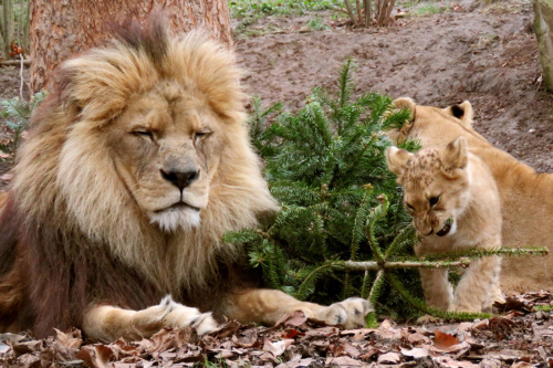 Der inzwischen halbstarke Tigernachwuchs nutzt den Weihnachtsbaum zum gemeinsamen Toben. (Zoo Heidelberg)