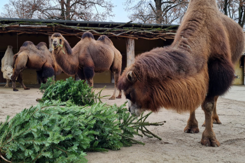  Die Trampeltiere genießen die Rinde der Weihnachtsbäume als winterlichen Snack. (Zoo Heidelberg)