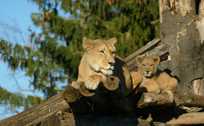 Ergebnisse der Inventur 2024 beim Zoo Heidelberg