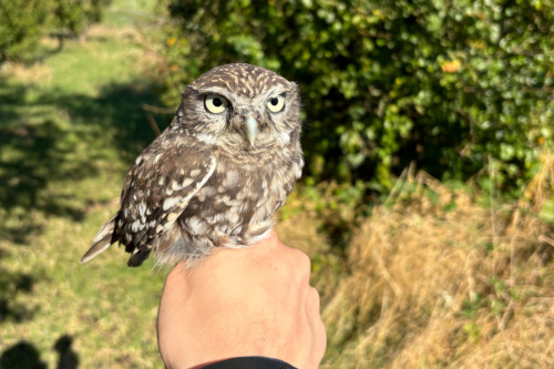 Steinkauz-Nachzuchten aus dem Zoo Heidelberg konnten in 2024 im Rahmen des Artenschutzprojekts „Gemeinsam für den Steinkauz“ ausgewildert werden. (Foto: BUND OG Dossenheim) 