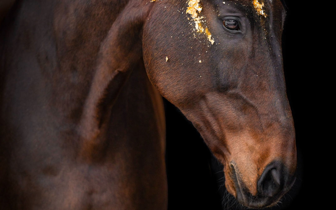 Winterliches Ponyreiten im RFV Wiesloch