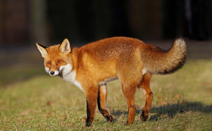 Natura-2000-Managementplan für das Vogelschutzgebiet