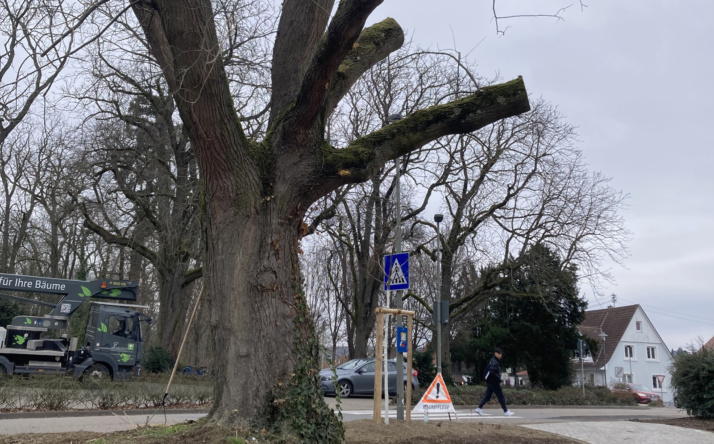 Verkehrssicherungsmaßnahmen am Japanischen Schnurbaum