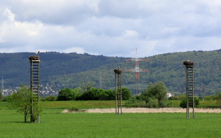 Damit es auf der Storchenwiese weiter kreucht und fleucht