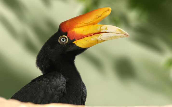 Zoo Heidelberg: Neue Vogelart lenkt Blick auf den Artenschutz