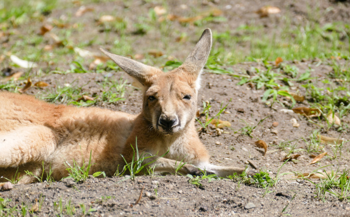 Zoo Heidelberg zieht positive Bilanz für 2024