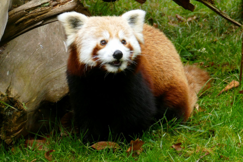  Der Roter-Panda-Neuzugang fühlt sich direkt wohl im Zoo Heidelberg und erkundet neugierig seine neue Anlage. (Foto: Petra Medan/Zoo Heidelberg)