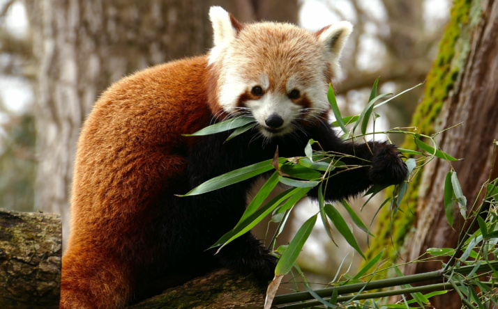 Zoo Heidelberg: Wieder ein Pärchen bei den Roten Pandas