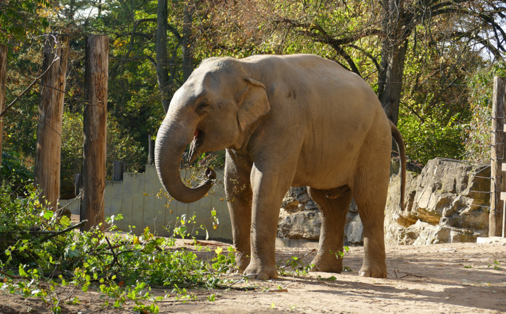 Elefant Yadanar verlässt den Zoo Heidelberg